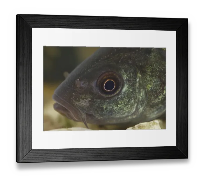 Framed Print : Tench, tenches (Tinca tinca), Tench Framed Print : Tench, tenches (Tinca tinca), Tench