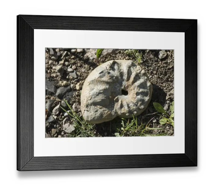 Framed Print : Ammonite, petrification, Ettersberg