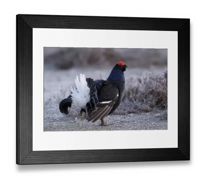 Framed Print : Black Grouse (Lyrurus tetrix, Tetrao tetrix)