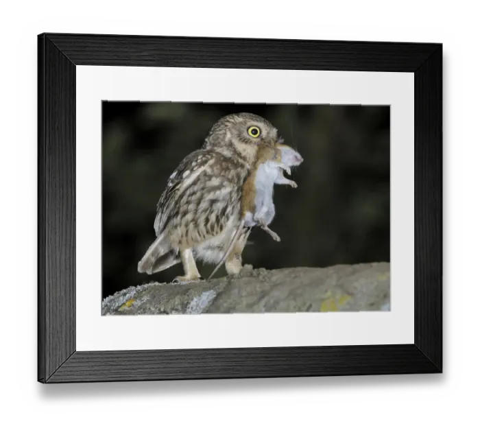 Framed Print : Little Owl (Athene noctua)