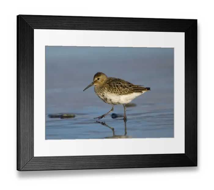 Framed Print : Dunlin (Calidris alpina) Framed Print : Dunlin (Calidris alpina)