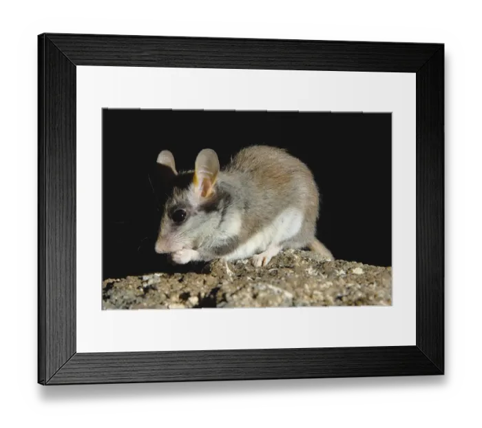 Framed Print : Garden Dormouse (Eliomys quercinus)