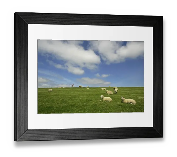 Framed Print : Dike with dike sheep and biker near Morsum