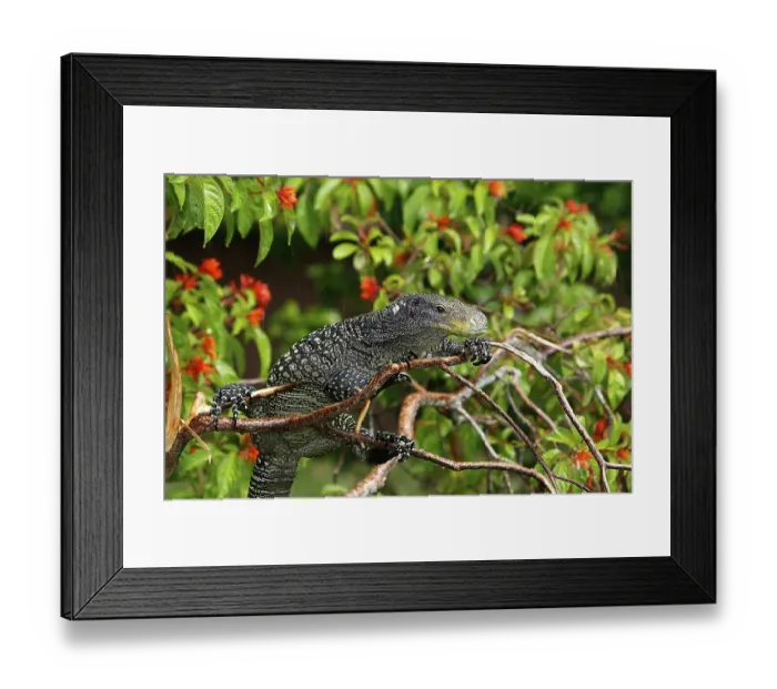 Framed Print : Crocodile monitor (varanus salvadorii)