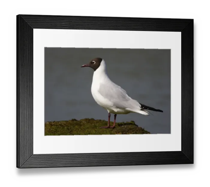 Framed Print : Black-headed gull (Larus ridibundus) Framed Print : Black-headed gull (Larus ridibundus)