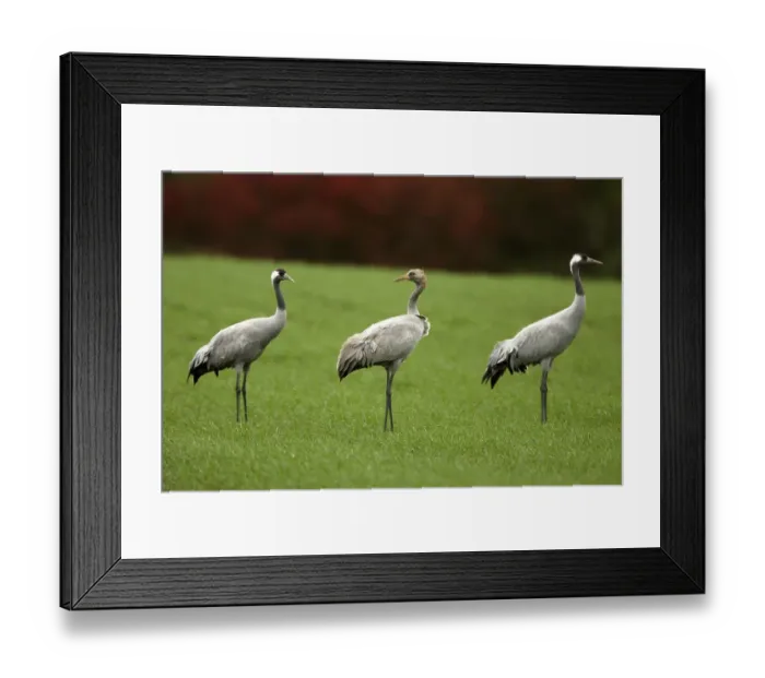 Framed Print : Eurasian cranes (Grus grus) Framed Print : Eurasian cranes (Grus grus)
