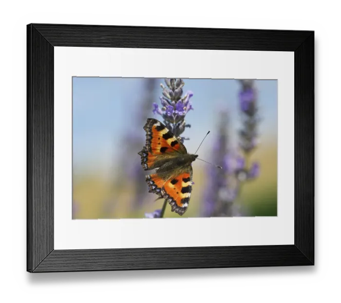 Framed Print : Small Tortoiseshell (Aglais urticae syn)