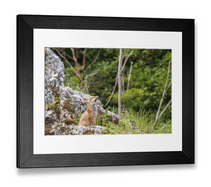Framed Print : Red fox (Vulpes vulpes), cub, near Noerdlingen
