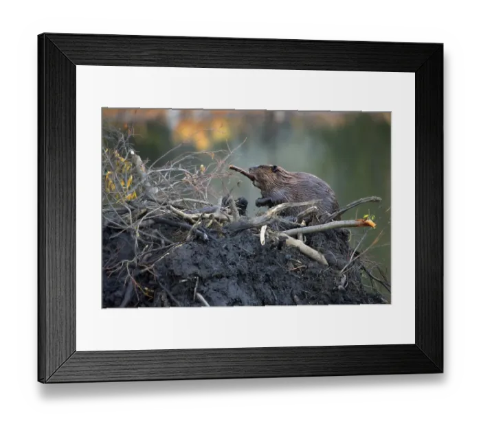 Framed Print : Canada beaver, beaver lodge, beaver dam Framed Print : Canada beaver, beaver lodge, beaver dam