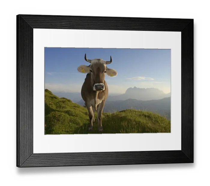 Framed Print : Cow standing on Eggenalm alp, Wilder Kaiser mountains at the back