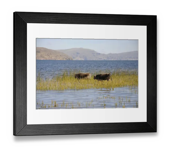 Framed Print : Cow, reeds, Titicaca Lake, Llachon community