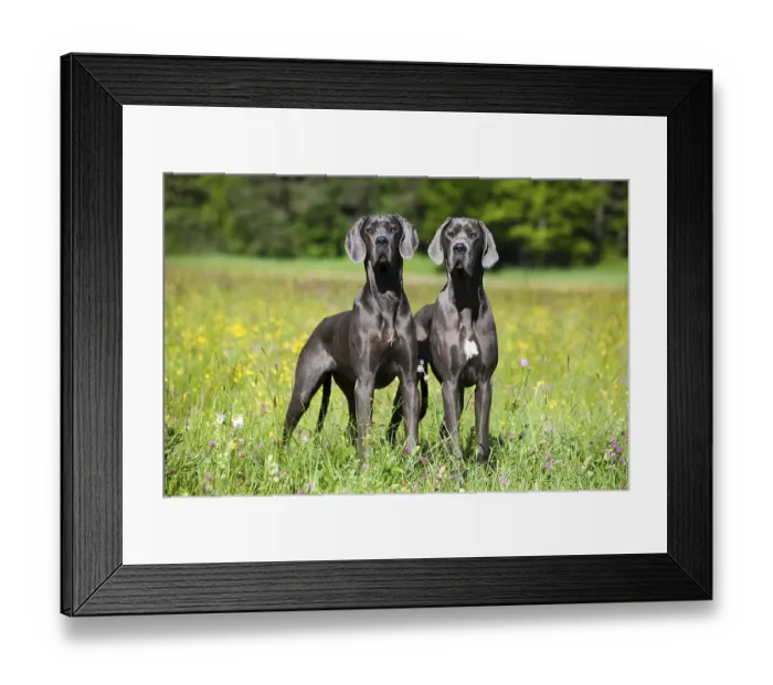 Framed Print : Two German Mastiffs standing in a meadow Framed Print : Two German Mastiffs standing in a meadow