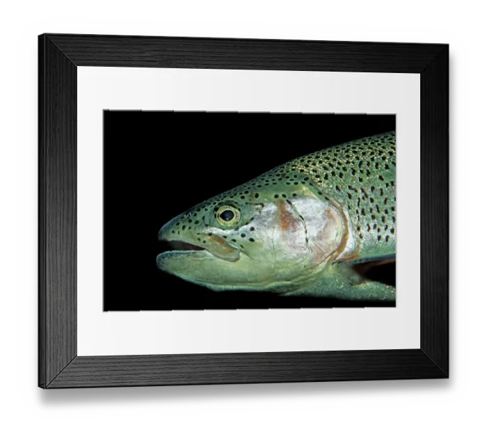 Framed Print : Rainbow Trout (Oncorhynchus mykiss)