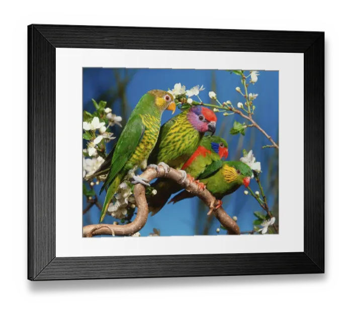 Framed Print : Meyer's lorikeet, Goldie's lorikeet