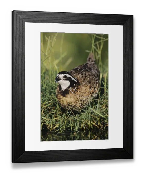 Framed Print : Northern Bobwhite (Colinus virginianus)
