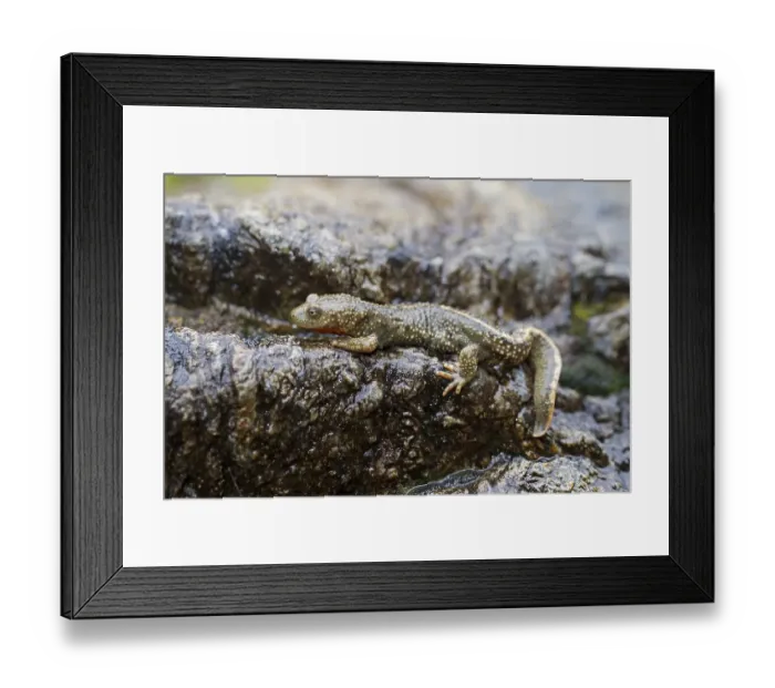 Framed Print : Pyrenean Brook Salamander or Pyrenean Newt (Calotriton asper) Framed Print : Pyrenean Brook Salamander or Pyrenean Newt (Calotriton asper)