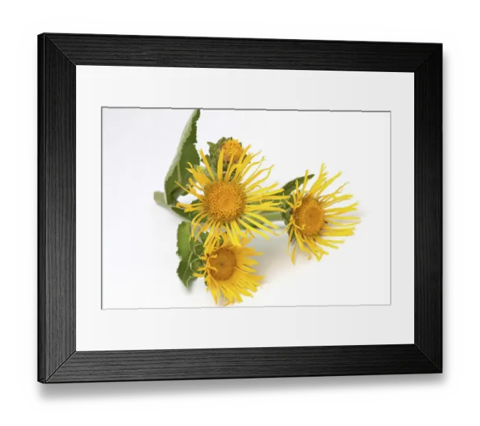 Framed Print : Elecampane, Horseheal or Horse-heal (Inula helenium) Framed Print : Elecampane, Horseheal or Horse-heal (Inula helenium)