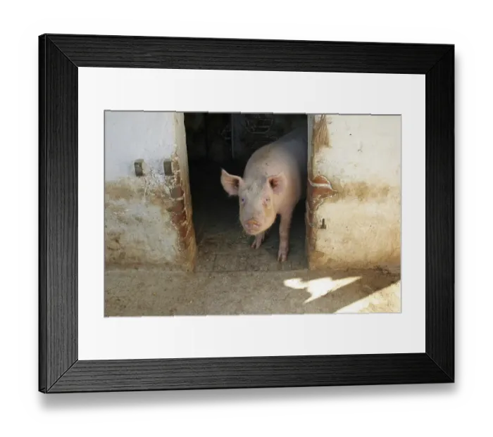 Framed Print : Pig looks out of a piggery Framed Print : Pig looks out of a piggery