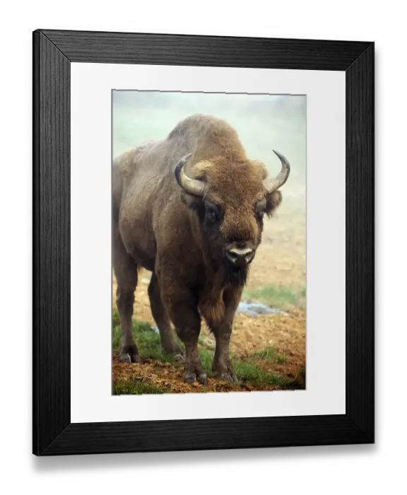 Framed Print : European Bison (Bison bonasus) Framed Print : European Bison (Bison bonasus)