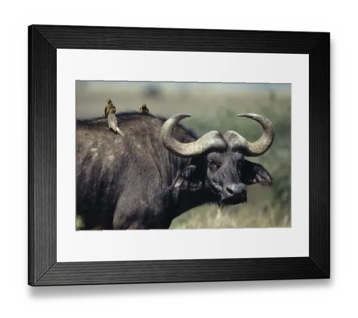 Framed Print : African Buffalo (Syncerus caffer)