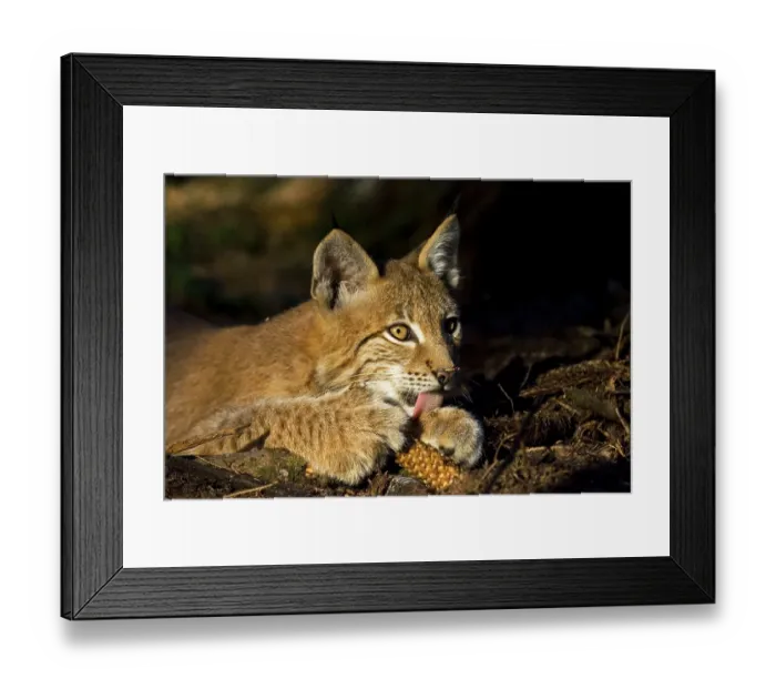 Framed Print : European lynx is playing (Lynx lynx)Bavaria Framed Print : European lynx is playing (Lynx lynx)Bavaria