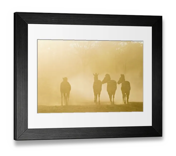 Framed Print : Plains Zebras (Equus quagga burchelli) in the dusty backlight in the dry riverbed