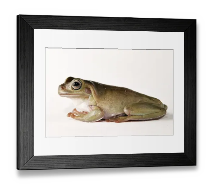 Framed Print : Litoria caerulera Framed Print : Litoria caerulera