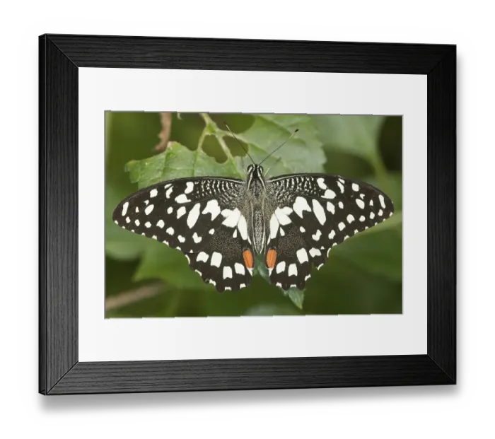 Framed Print : Papilio demoleus Framed Print : Papilio demoleus