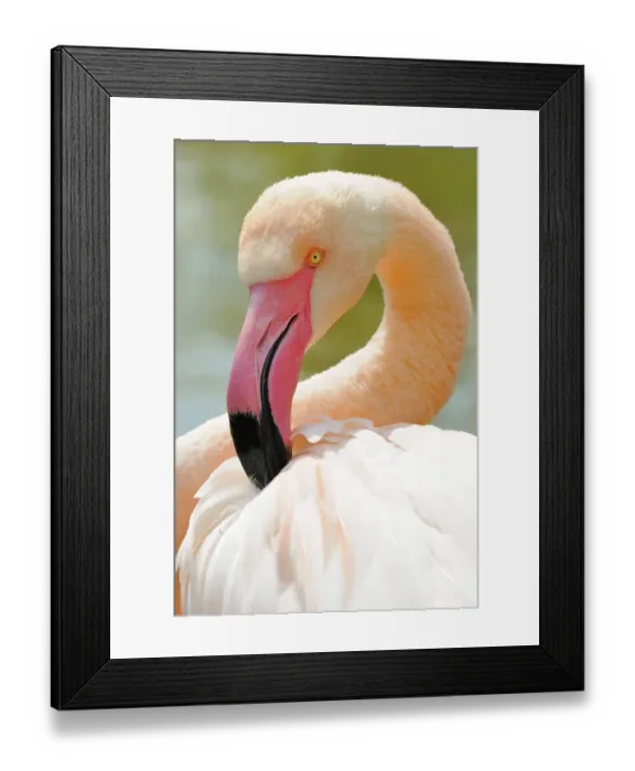 Framed Print : Chilean flamingo (Phoenicopterus chilensis)