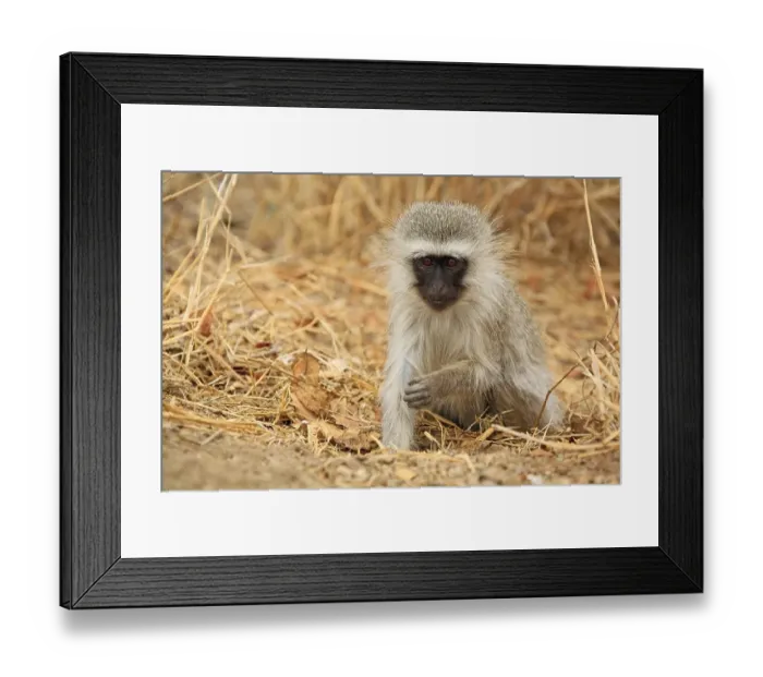 Framed Print : Vervet Monkey (Chlorocebus), Kruger National Park