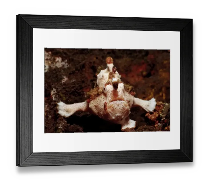 Framed Print : Dwarty Frogfish (Antennarius maculatus)