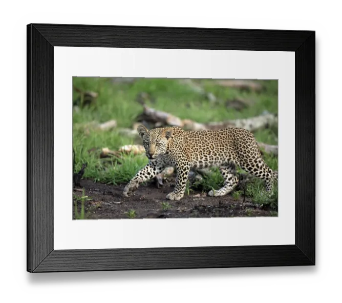 Framed Print : Leopard (Panthera pardus), Kruger National Park