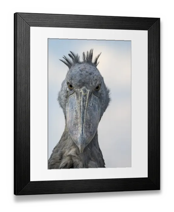 Framed Print : Shoebill (Balaeniceps rex), also Abu Markub
