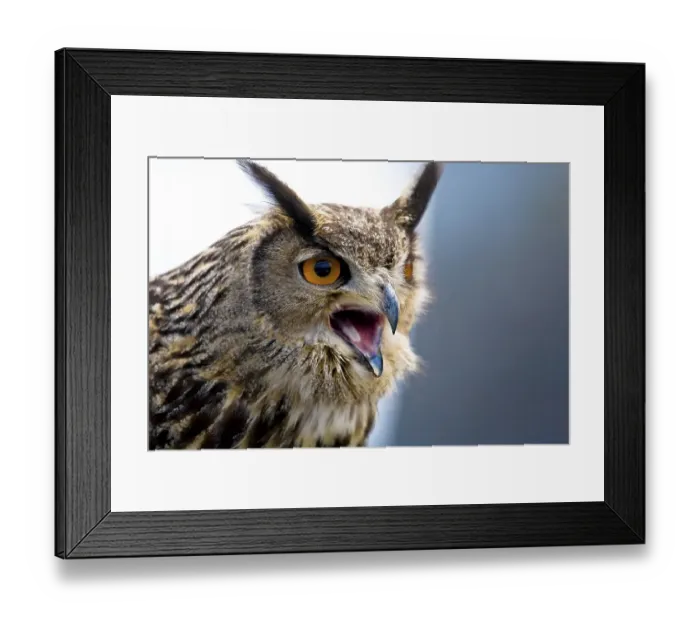 Framed Print : Eagle owl (Bubo bubo) Framed Print : Eagle owl (Bubo bubo)