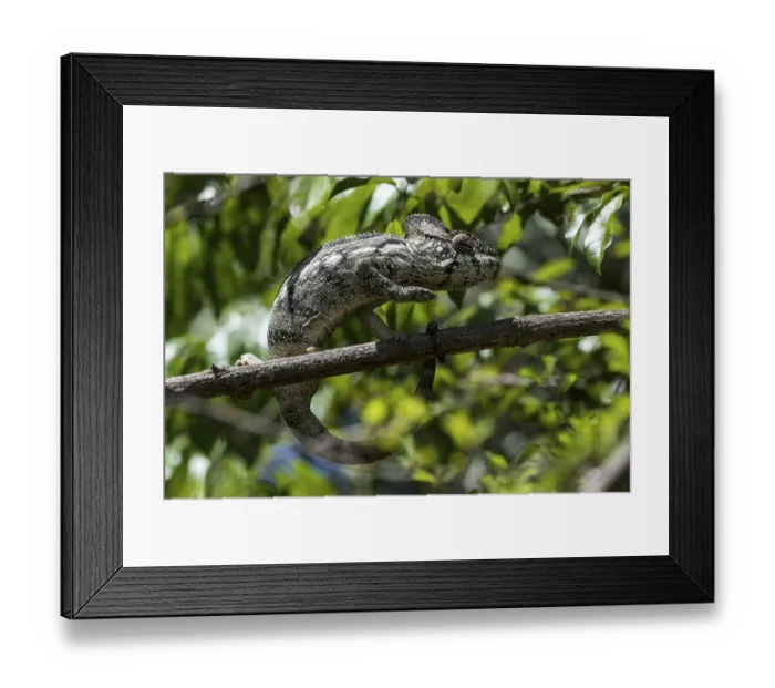 Framed Print : Oustalet's or Malagasy Giant Chameleon (Furcifer oustaleti) Framed Print : Oustalet's or Malagasy Giant Chameleon (Furcifer oustaleti)