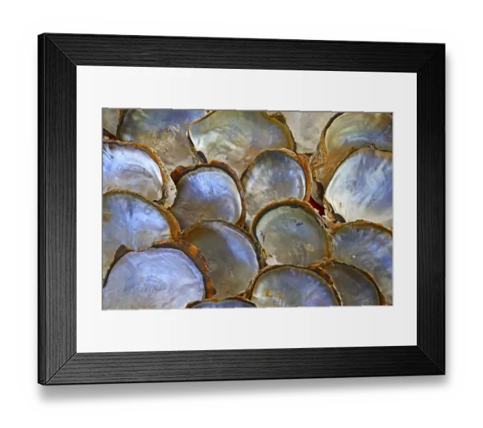 Framed Print : Shells of pearl oysters with pearl on the shell inside Framed Print : Shells of pearl oysters with pearl on the shell inside