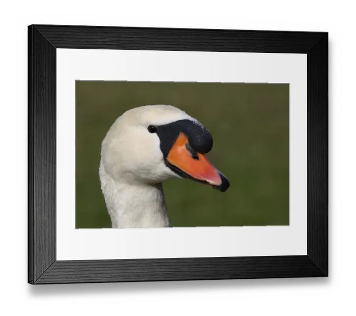 Framed Print : Portrait of a swan Cygnus
