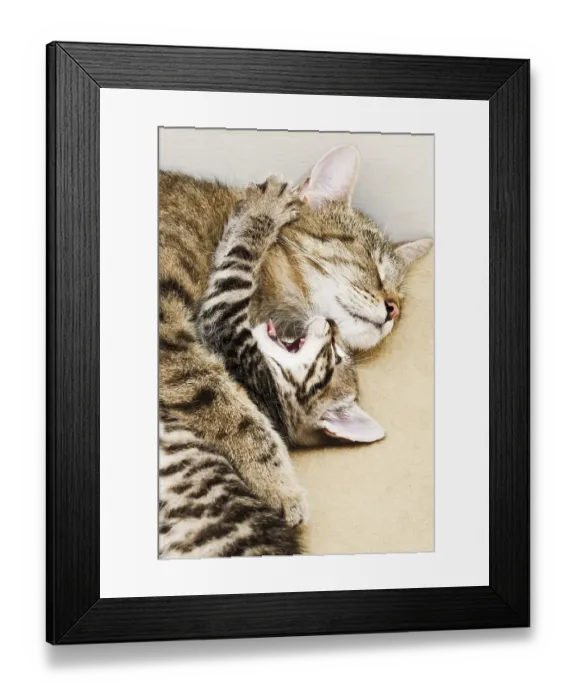 Framed Print : Cat with kitten, 5 weeks old