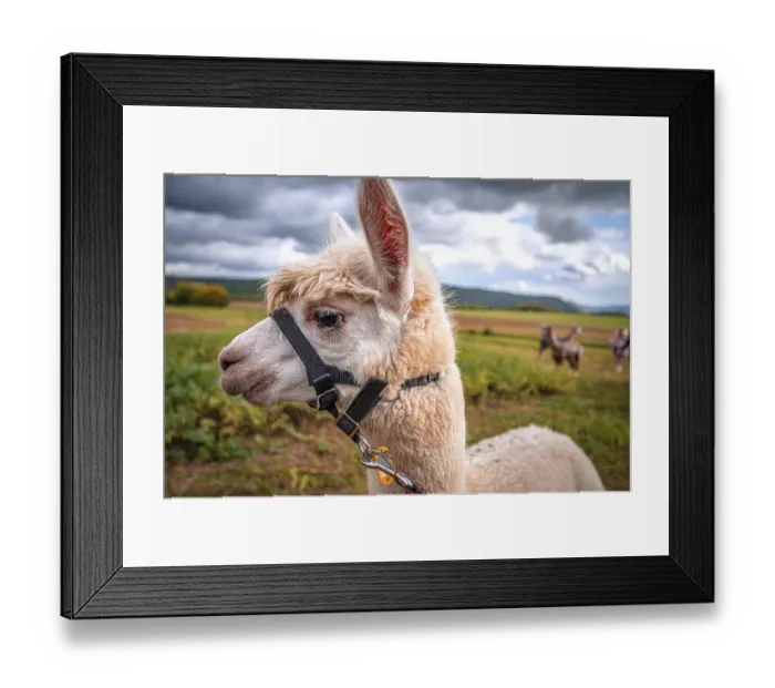 Framed Print : Portrait of an alpaca (Vicugna pacos) during an alpaca hike