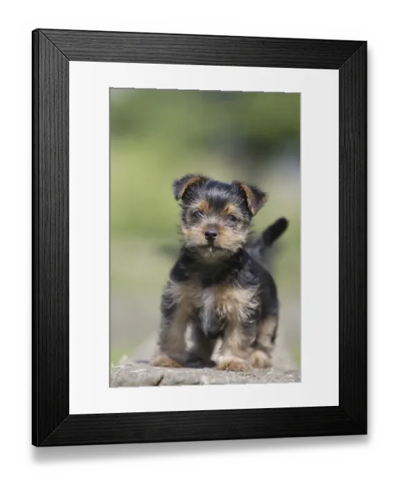 Framed Print : Yorkshire Terrier puppy