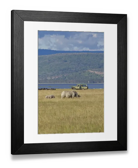 Framed Print : White Rhinoceroses or Square-lipped Rhinoceroses (Ceratotherium simum) Framed Print : White Rhinoceroses or Square-lipped Rhinoceroses (Ceratotherium simum)