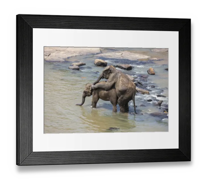 Framed Print : Asian elephants (Elephas maximus) from the Pinnawala Elephant Orphanage mating in the Maha Oya river