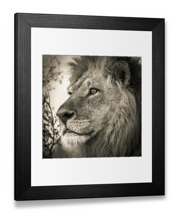 Framed Print : Male lion (Panthera leo), Okavango Delta Framed Print : Male lion (Panthera leo), Okavango Delta