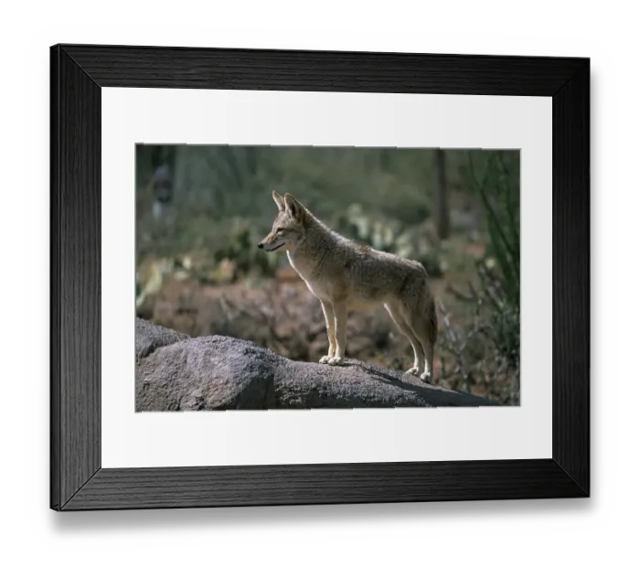 Framed Print : USA Arizona Tuscon Sonora Desert Museum coyote Framed Print : USA Arizona Tuscon Sonora Desert Museum coyote