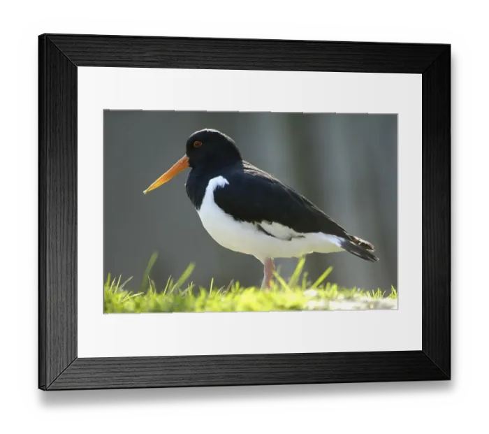 Framed Print : Eurasian Oystercatcher (Haematopus ostralegus)
