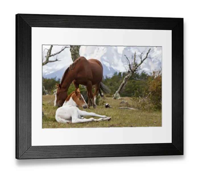 Framed Print : A mare and a foal on a green meadow in front of the Cuernos del Paine granite mountains
