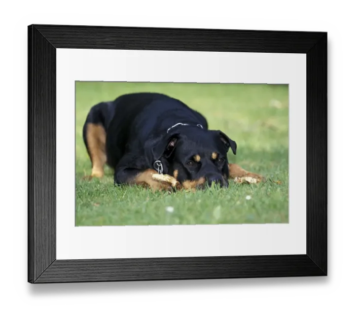 Framed Print : Rottweiler