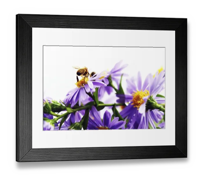 Framed Print : Bee (Apiformes) perched in flowers