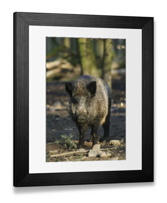 Framed Print : Wild boar (Sus scrofa) Framed Print : Wild boar (Sus scrofa)