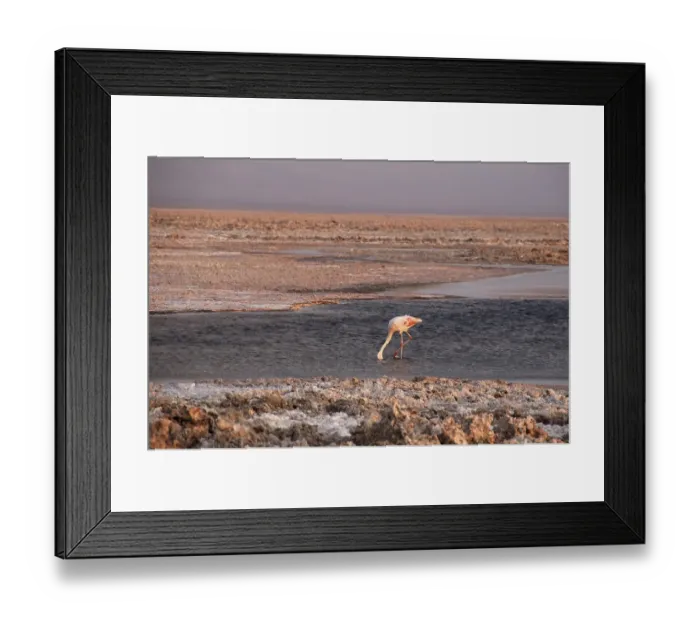 Framed Print : Flamingo in the Andes El Tatio North Chile